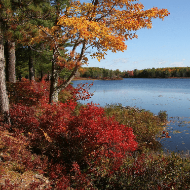 Northeast Nature