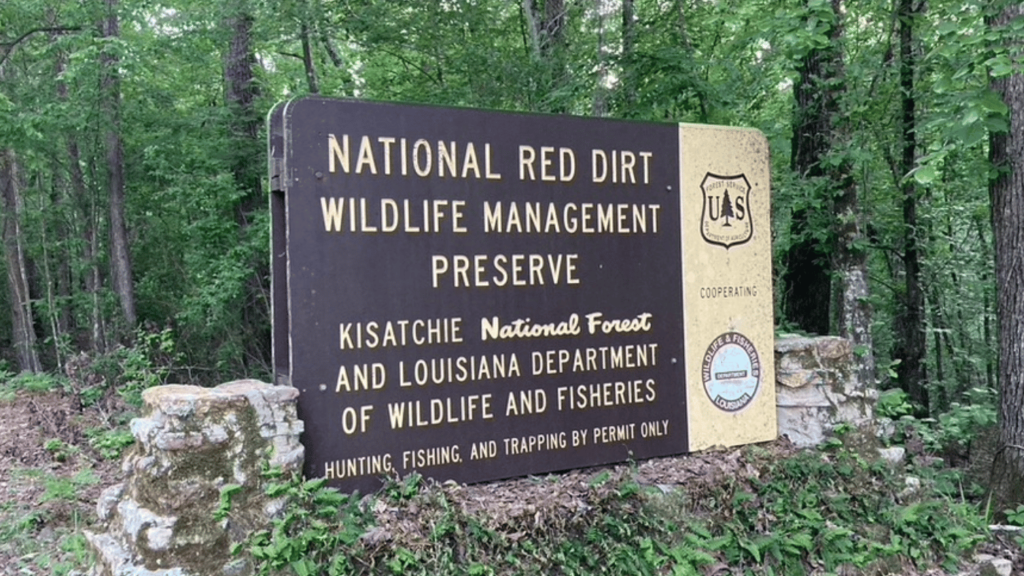 Things to Do in Natchitoches Louisiana - Kisatchie National Forest