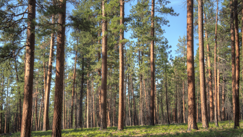 Things to do in Southern Pines NC - Visit Weymouth Woods-Sandhills Nature Preserve